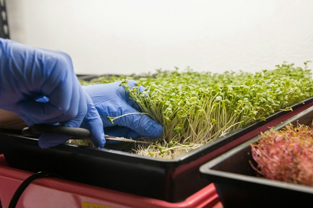 Harvesting microgreens grown using a hydroponic system in a condo.